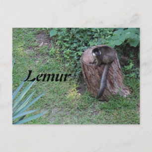 Lemur # 1 postcard
