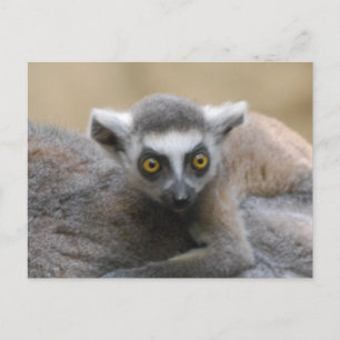 Lemur Baby  Postcards