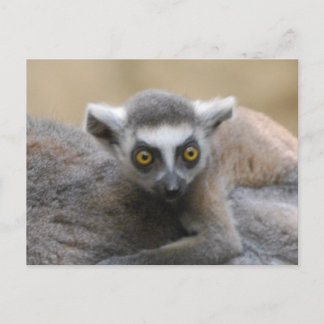 Lemur Baby Postcards