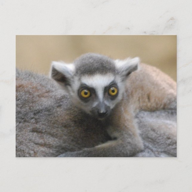 Lemur Baby  Postcards (Front)