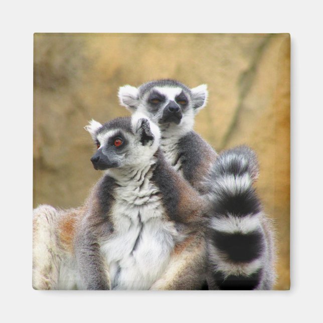 lemur couple magnet (Front)