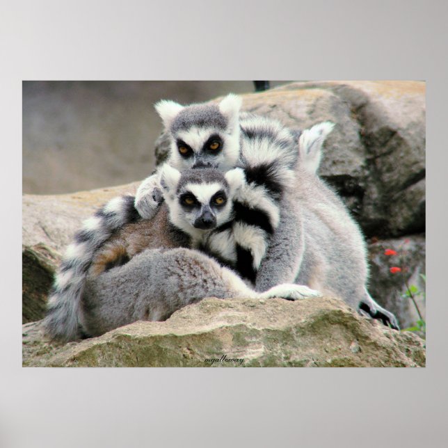 Lemur Cuddles Poster (Front)