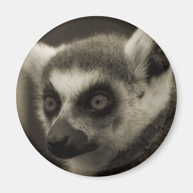 lemur face magnet (Front)