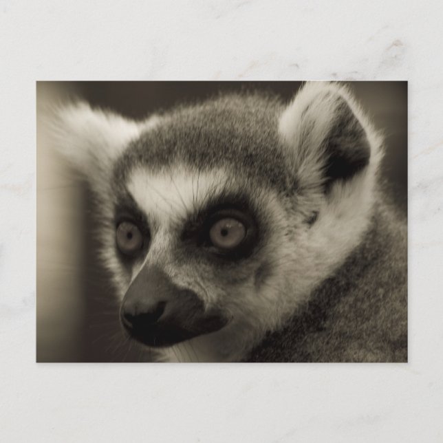 lemur face postcard (Front)