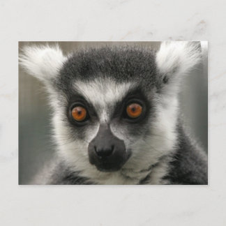 Lemur Face Postcards