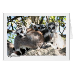 Lemur Gift Card