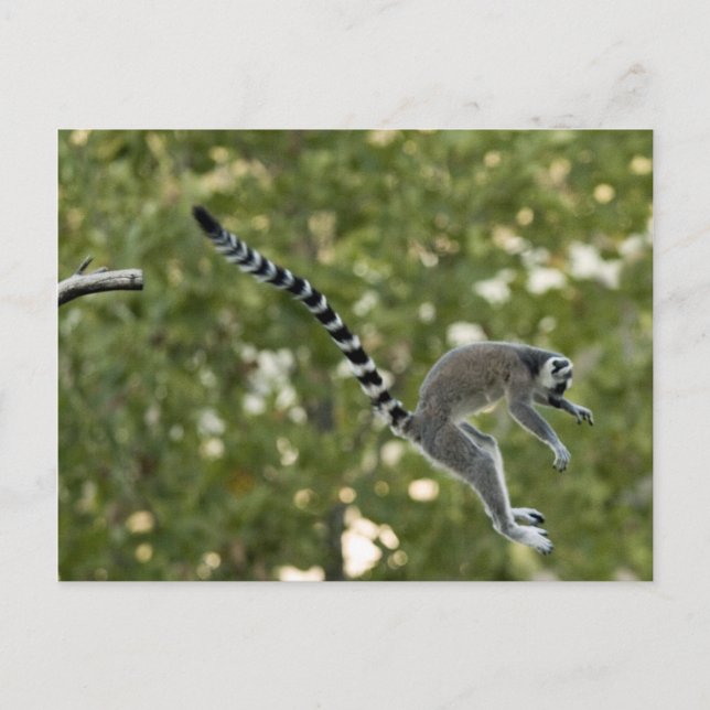 Lemur Jump Postcard (Front)