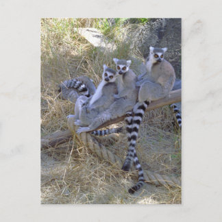 Lemur Line Postcard