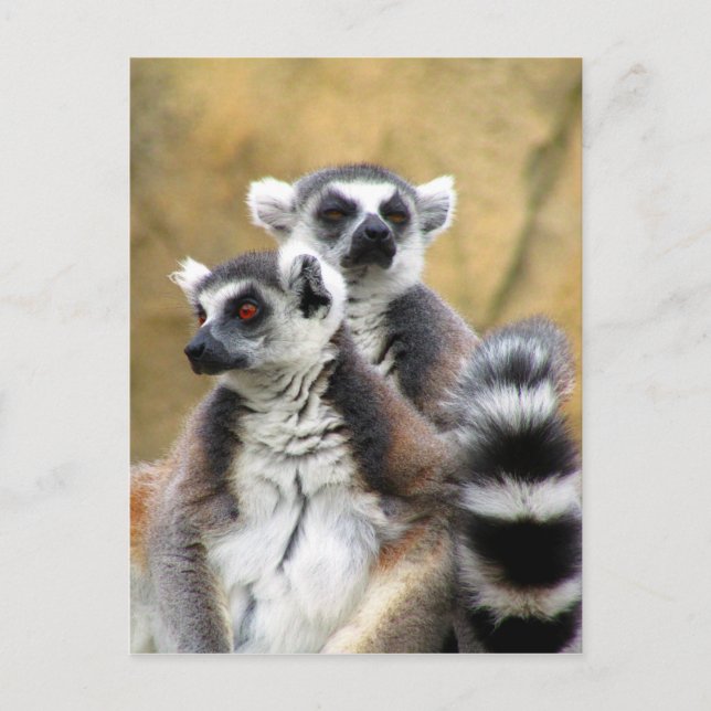 lemur love postcard (Front)