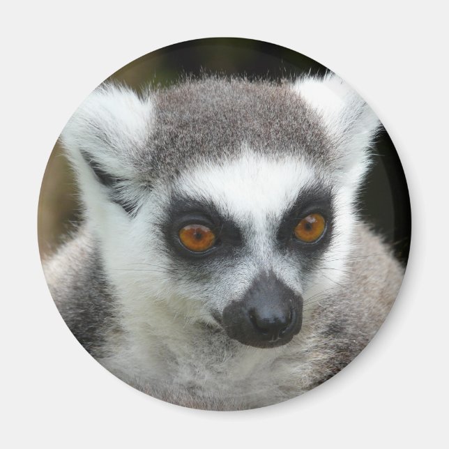 Lemur Magnet (Front)