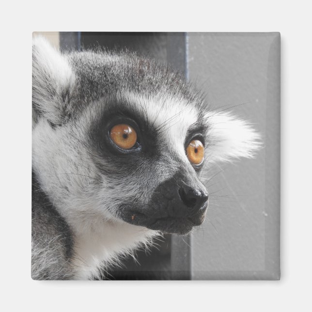 Lemur Magnet (Front)