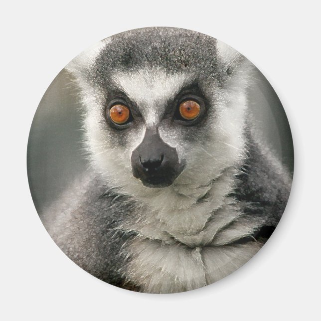 Lemur Magnet (Front)