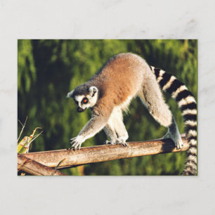 Lemur on a Tree Branch Holiday Postcard
