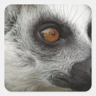 Lemur Photo Square Sticker