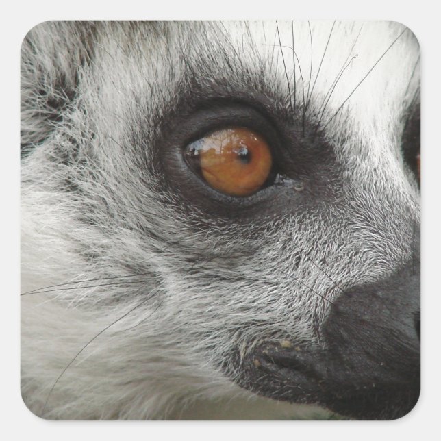 Lemur Photo Square Sticker (Front)