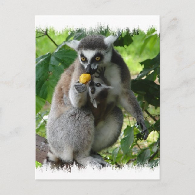 Lemur Postcard (Front)