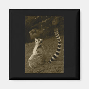 Lemur Tail Valencia Tint Vertical Sticker Magnet