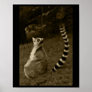 Lemur Tail Valencia Tint Vertical Sticker  Poster