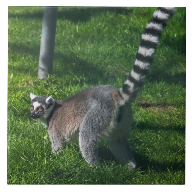 Lemur up close ceramic tile (Front)