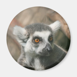 lemura magnet
