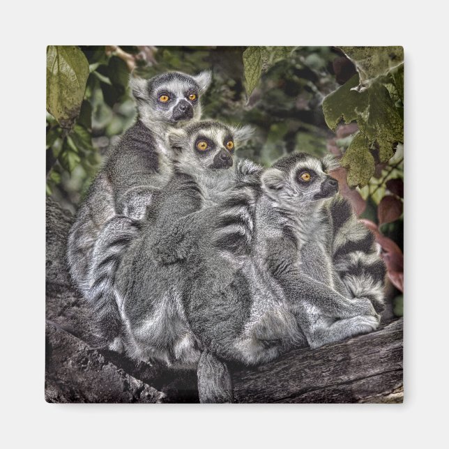 Lemurs Ringtail Magnet (Front)