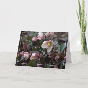 Lenten Rose For Mother Card