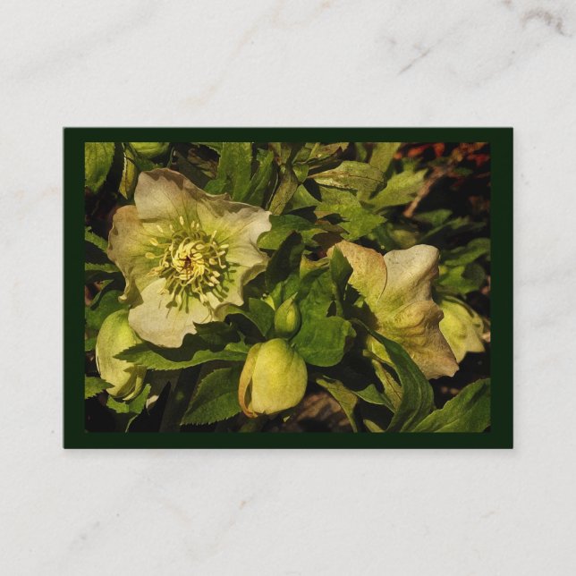 Lenten Rose Hellebore ATC Business Card (Front)