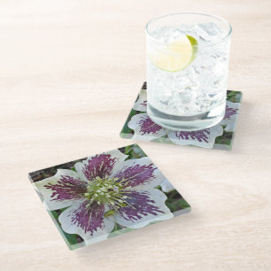 Lenten Rose Hellebore Floral Glass Coaster
