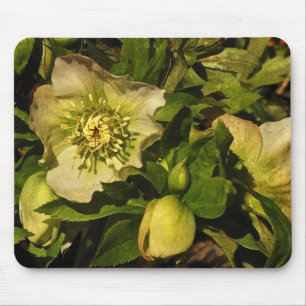 Lenten Rose Hellebore Mouse Pad