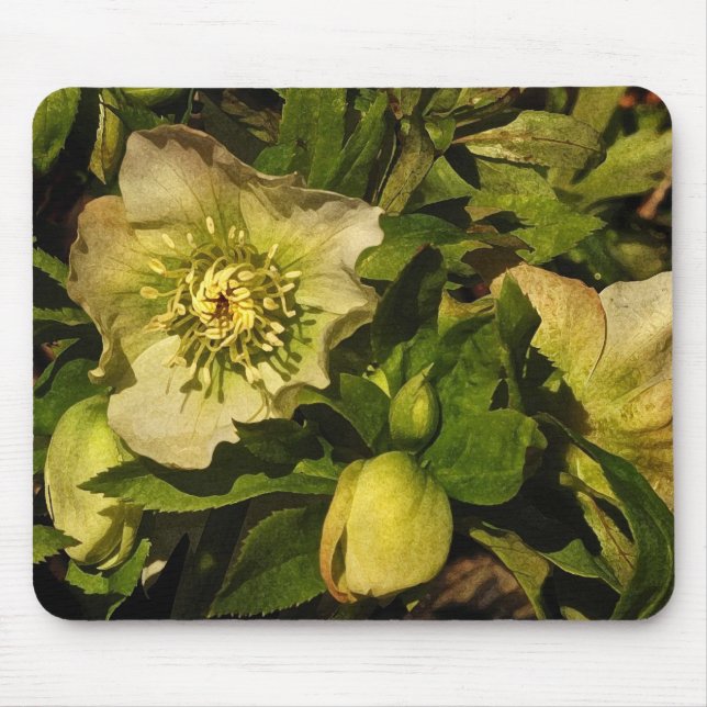 Lenten Rose Hellebore Mouse Pad (Front)