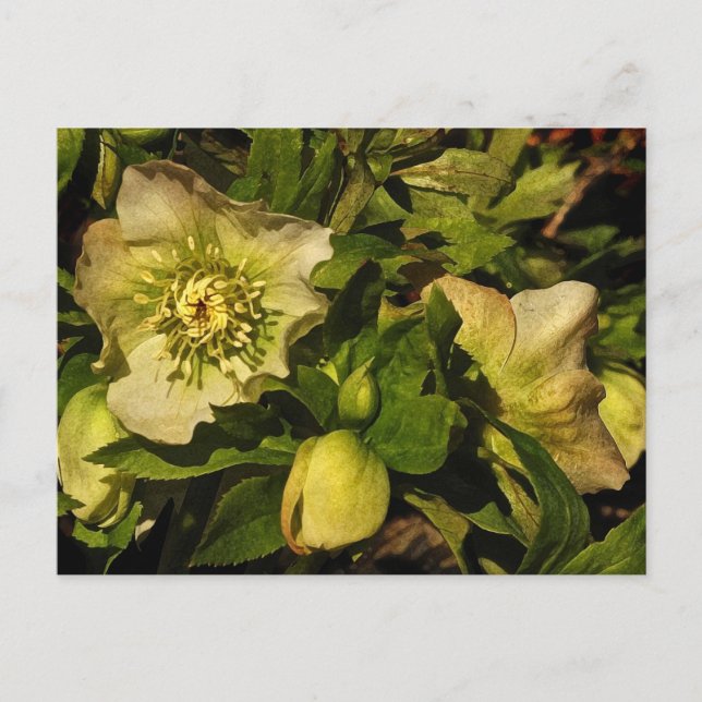Lenten Rose Hellebores Postcard (Front)