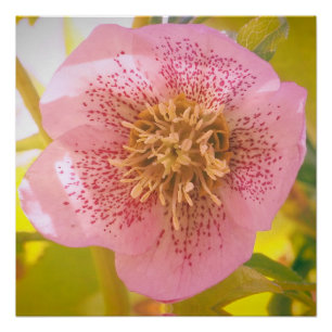 Lenten Rose. Helleborus Poster