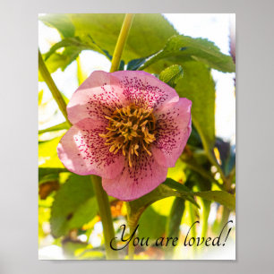 Lenten Rose. Helleborus. You are loved! Poster