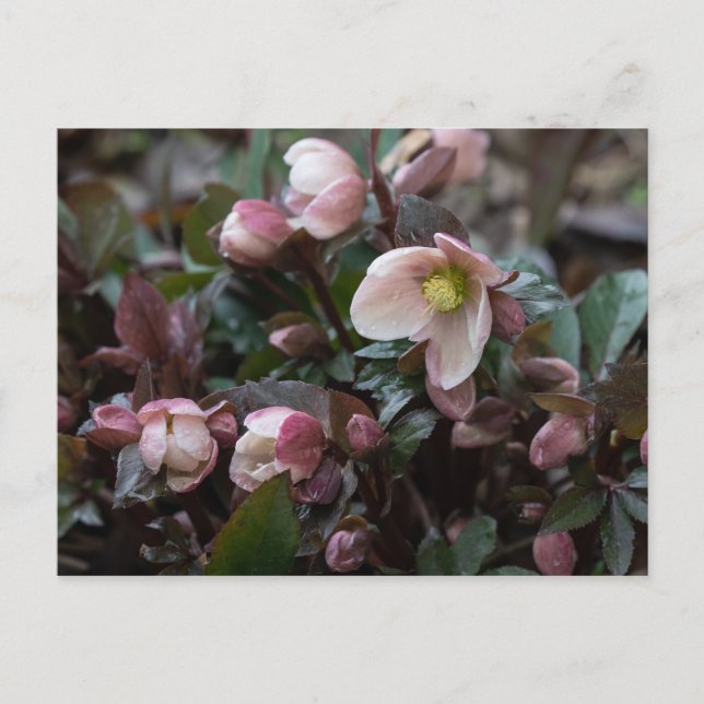Lenten Rose Postcard (Front)