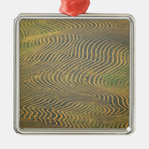 Lentil peas windrowed and awaiting harvest in metal tree decoration