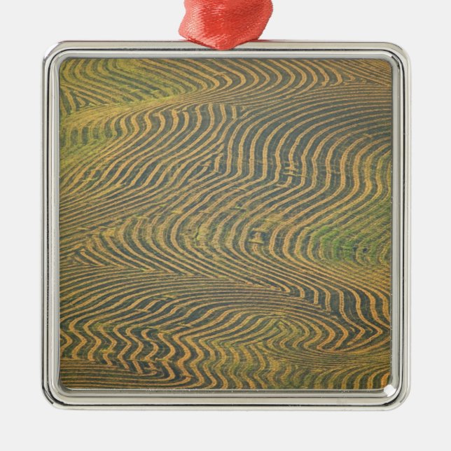 Lentil peas windrowed and awaiting harvest in metal tree decoration (Front)