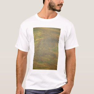 Lentil peas windrowed and awaiting harvest in T-Shirt