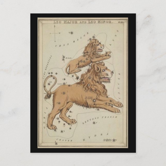 Leo the Lion Postcard (Front)