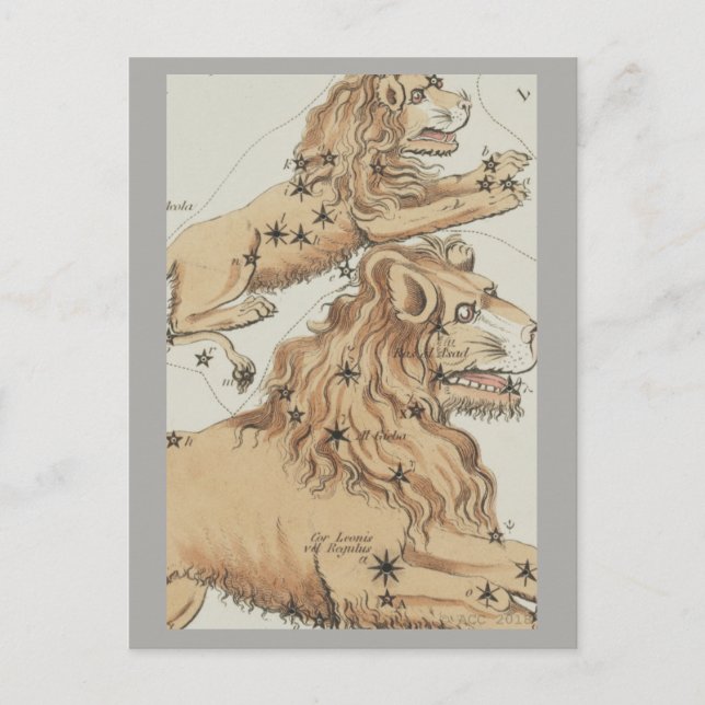 Leo Zodiac Sign Postcard (Front)