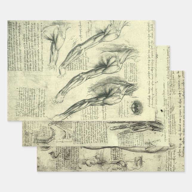 Leonardo da Vinci 3 different Human Anatomy Design Wrapping Paper Sheet (Set)