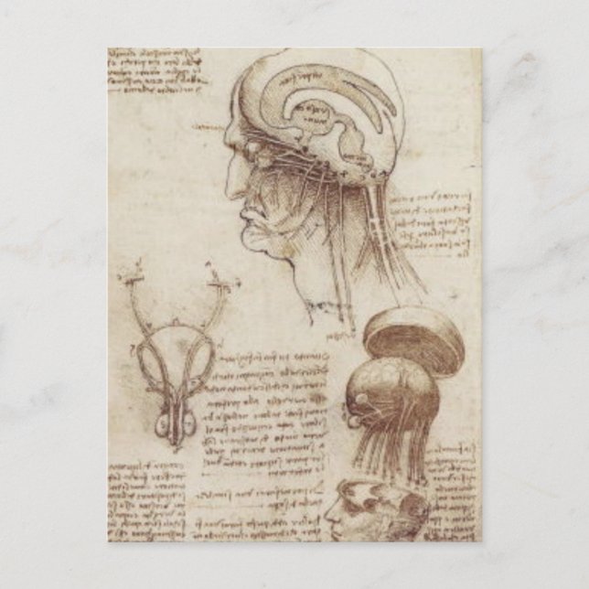 Leonardo da Vinci - Brain Physiology Postcard (Front)