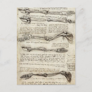 Leonardo da Vinci:Studies of the Arm by the Biceps Postcard