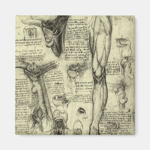 Leonardo da Vinci Vintage Human Anatomy Larynx Leg Magnet