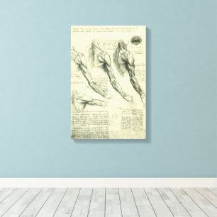 Leonardo da Vinci's Arm and Shoulder Anatomy Canvas Print