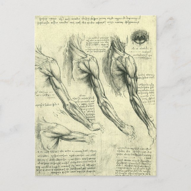 Leonardo da Vinci's Arm and Shoulder Anatomy Postcard (Front)