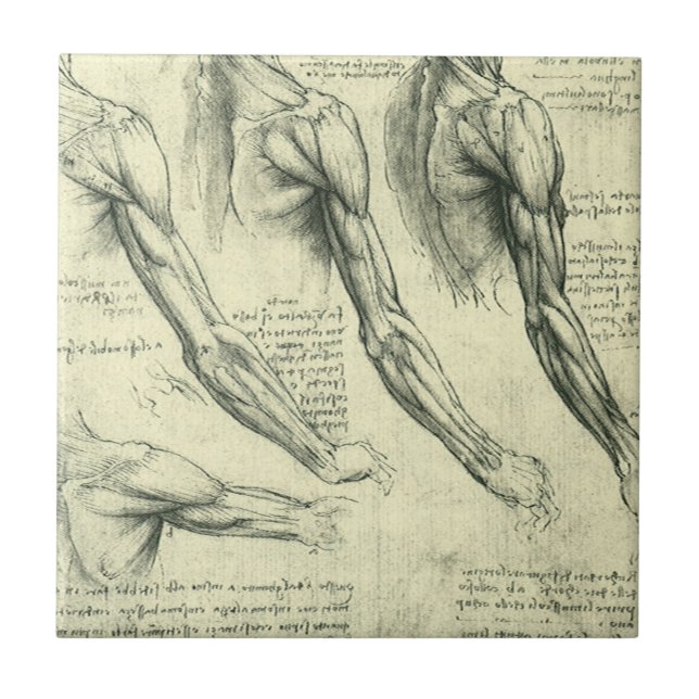 Leonardo da Vinci's Arm and Shoulder Anatomy Tile (Front)