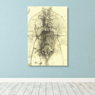 Leonardo da Vinci's Human Anatomy, Female Torso Canvas Print