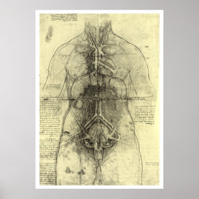 Leonardo da Vinci's Human Anatomy, Female Torso Poster (Front)