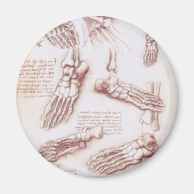 Leonardo da Vinci's Human Anatomy Foot Bones Magnet (Front)