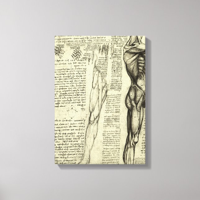 Leonardo da Vinci's Human Anatomy Male Muscles Canvas Print (Front)